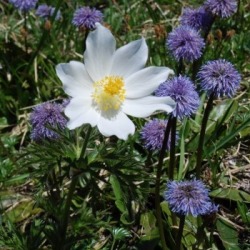 blumen_ausschnitt_350x35084064