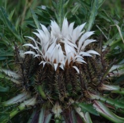 distel_ausschnitt_351x350