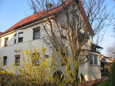 haus-forsythienstrauch