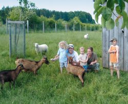 Ziegen und Schafe zum Streicheln