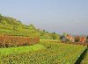 Kaiserstuhl