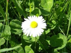 G&auml;nsebl&uuml;mchen