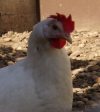 gl&uuml;ckliches Huhn