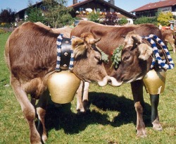 Allgäuer Braunvieh