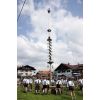 Maibaum-Aufst...