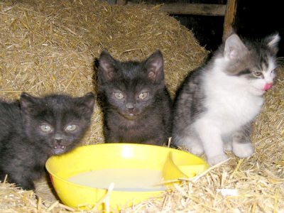 kaetzchen