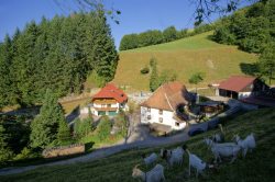 Steinm&uuml;hle aus Ziegensicht
