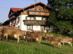 Bergbauernhof Rief