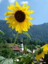 Sonnenblume