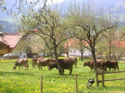 Schöllang-Kühe