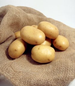 Schäwbische Kartoffeltour Eine kulinarische Radtour rund um die "tolle Knolle" Kartoffel