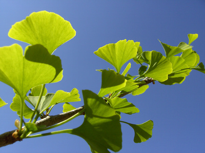 Phytotherapie