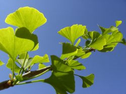 Phytotherapie Die Heilkraft der Pflanzen nutzen