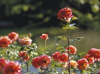 rose rose