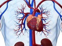 Arterielle Durchblutungsstörungen Hilfe bei arteriellen Durchblutungsstörungen