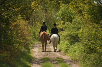 Reiten Wald