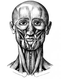 Cranio-mandibuläre Therapie Eine Therapie für das Kiefergelenk
