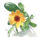 Calendula Calendula