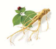 Ginseng Ginseng