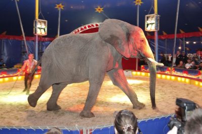 zirkus zirkus
