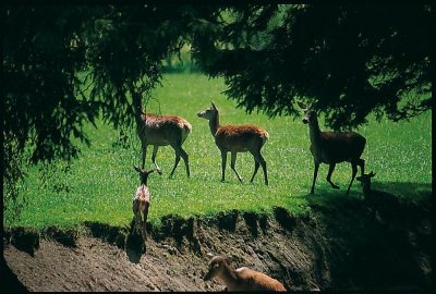 Rehe