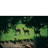 Rehe