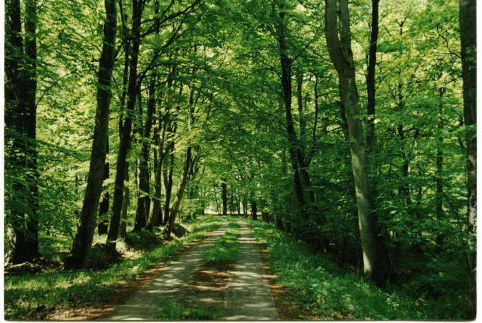 Waldweg