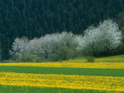 Landschaft im Fruehling