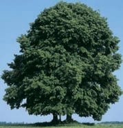 Baum