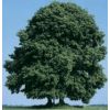 Baum