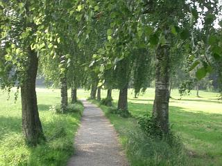 Waldweg