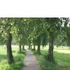 Waldweg
