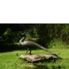 Pfau