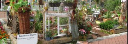 blumen_ausschnitt_3280x1132