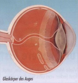 Glaskörper