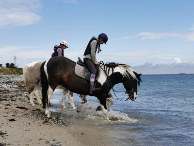 Ferien inkl. Ponyreiten, Treckerfahrt und Tiere füttern