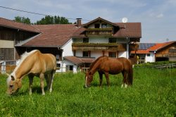 Ferienhof Schall Oy-Mittelberg Ferienhof Schall Oy-Mittelberg