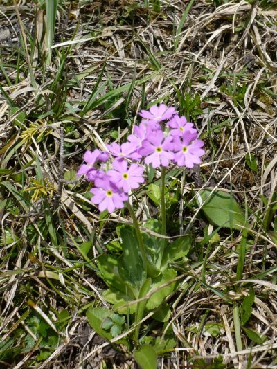 alpenprimelchen alpenprimelchen
