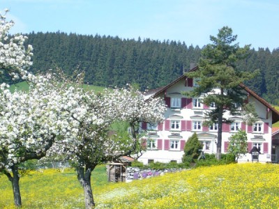 fruehlingsbluete fruehlingsbluete