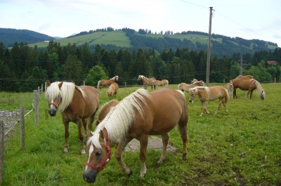 haflingervorderhütte haflingervorderhütte