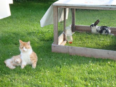 Katze Monti mit Leo Katze Monti mit Leo