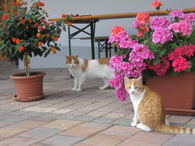 img_7275 img_7275