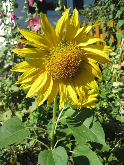 img_7452 img_7452