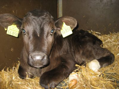 Kalb Kalb