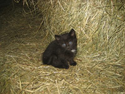 Katze Katze