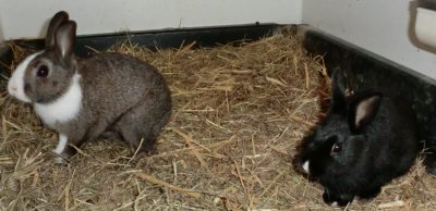 hasen_ausschnitt_3684x1795 hasen_ausschnitt_3684x1795