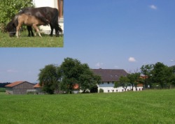 Ferienhof Zimmermann Eschlkam Ferienhof Zimmermann Eschlkam