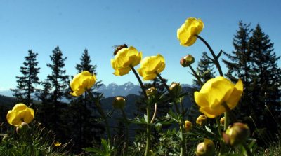 1dotterblumenaufderhochriesmitbiene 1dotterblumenaufderhochriesmitbiene