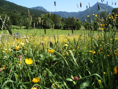 sommer sommer