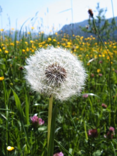 Sommerwiese mit Pusteblume Sommerwiese mit Pusteblume